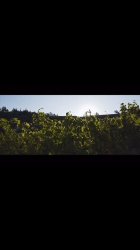 Video post from purethewineryes.