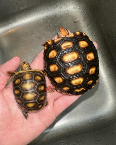 Photo post from carapacecritters.