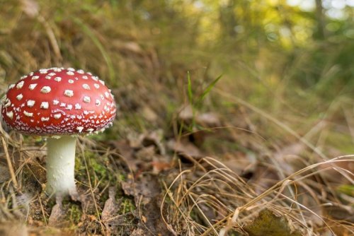 Photo post from bramleynewspaper.