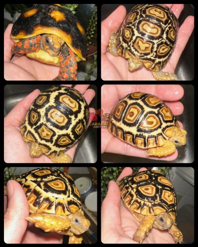 Photo post from carapacecritters.