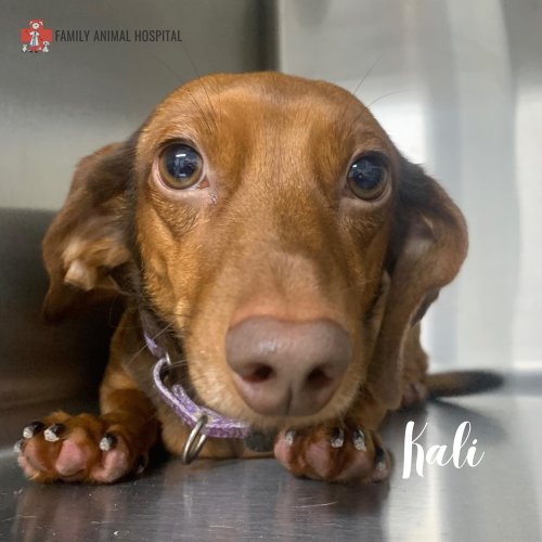 Carousel post from familyanimalhospitalcm.