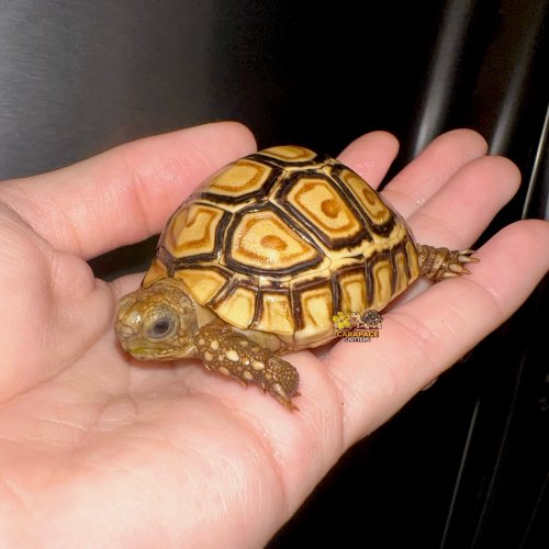 Photo post from carapacecritters.