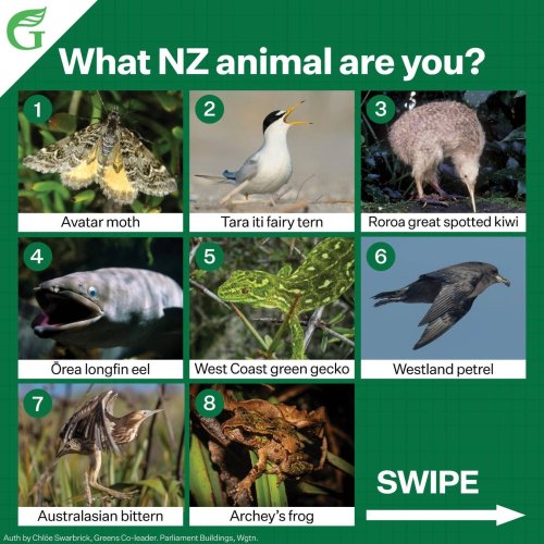 Carousel post from nzgreenparty.