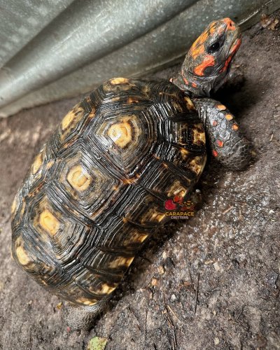 Photo post from carapacecritters.