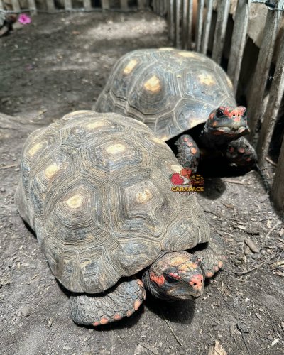 Photo post from carapacecritters.