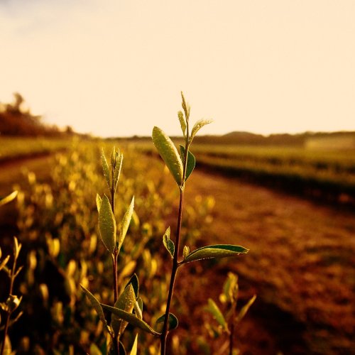 Photo post from comvita_au.