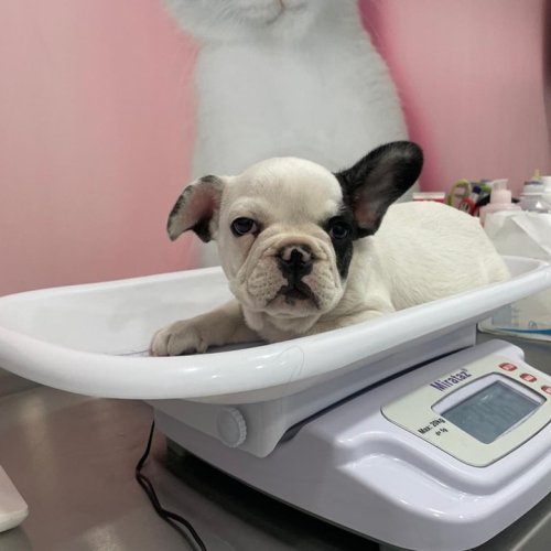 Carousel post from clinica_veterinaria_dourosul.