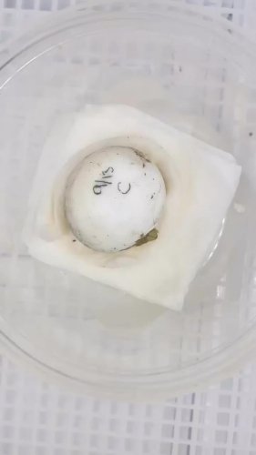 Video post from carapacecritters.