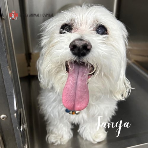 Photo post from familyanimalhospitalcm.