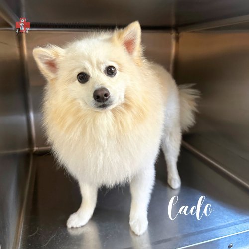 Carousel post from familyanimalhospitalcm.