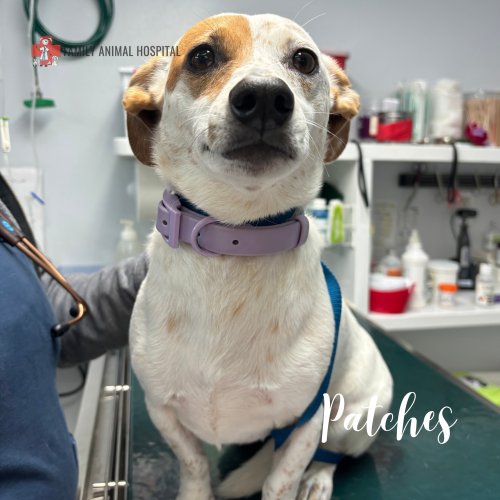 Photo post from familyanimalhospitalcm.