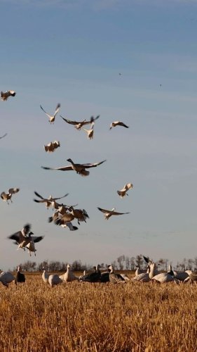 Video post from northernskiesoutfitters.