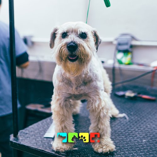 Carousel post from medicalpettj.