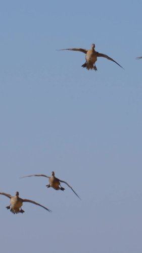 Video post from northernskiesoutfitters.