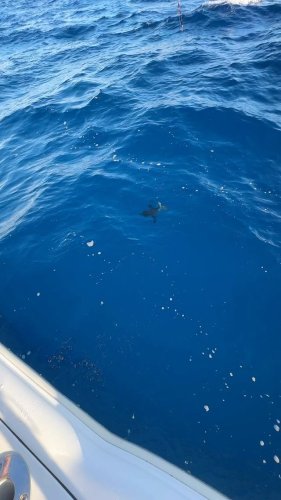 Video post from ejs_fishing_charters.
