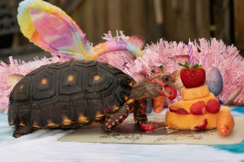 Carousel post from carapacecritters.