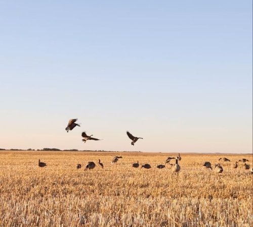 Video post from northernskiesoutfitters.