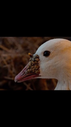 Video post from northernskiesoutfitters.