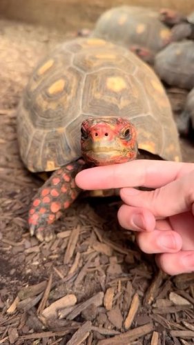 Video post from carapacecritters.