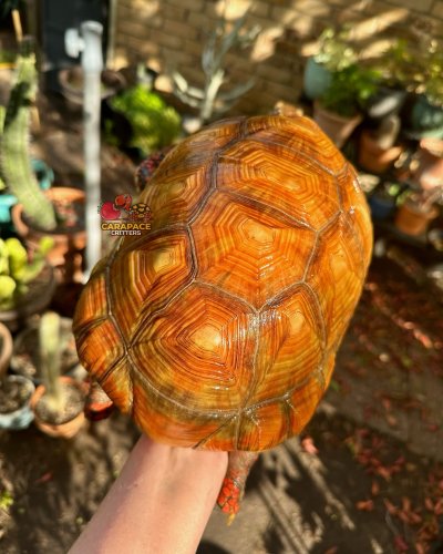 Photo post from carapacecritters.