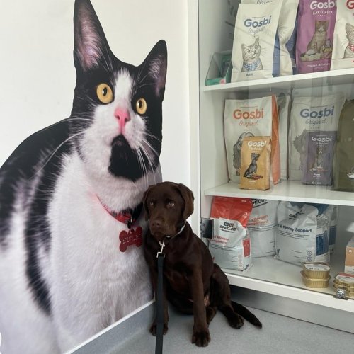 Carousel post from clinica_veterinaria_dourosul.