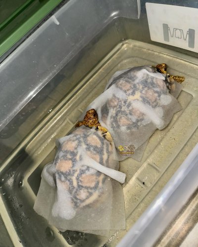 Photo post from carapacecritters.