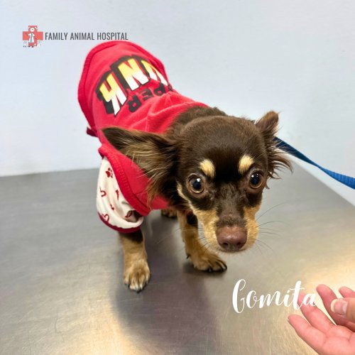 Photo post from familyanimalhospitalcm.