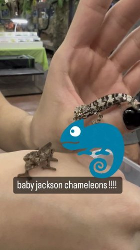 Video post from njexoticpets.