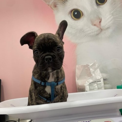 Carousel post from clinica_veterinaria_dourosul.