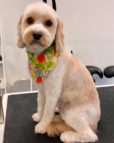 Carousel post from k9playtimedoggydaycare.