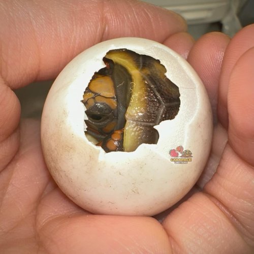 Photo post from carapacecritters.