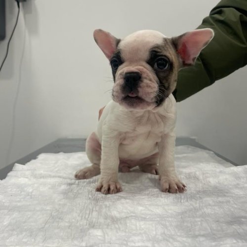 Carousel post from clinica_veterinaria_dourosul.