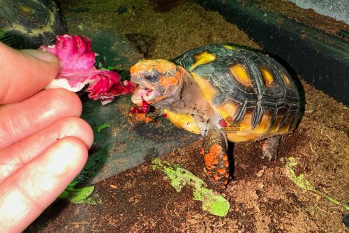 Photo post from carapacecritters.