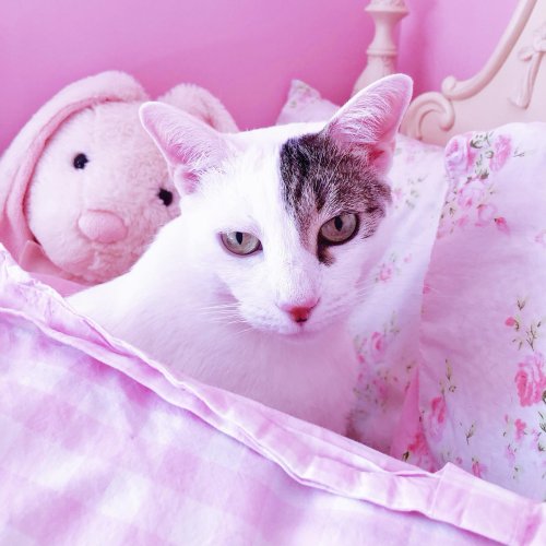 Photo post from margaritabloom.