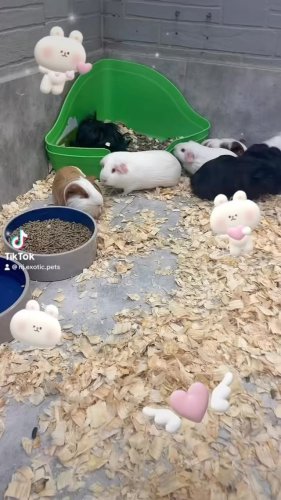 Video post from njexoticpets.