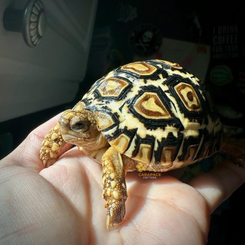 Photo post from carapacecritters.