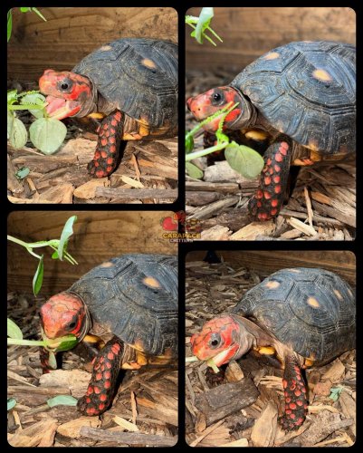 Photo post from carapacecritters.