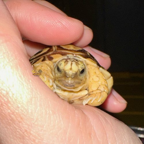 Photo post from carapacecritters.