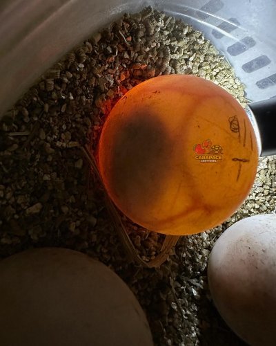 Photo post from carapacecritters.