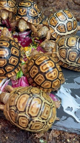 Video post from carapacecritters.