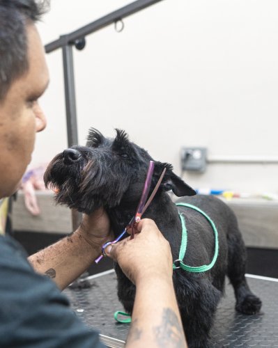 Photo post from medicalpettj.