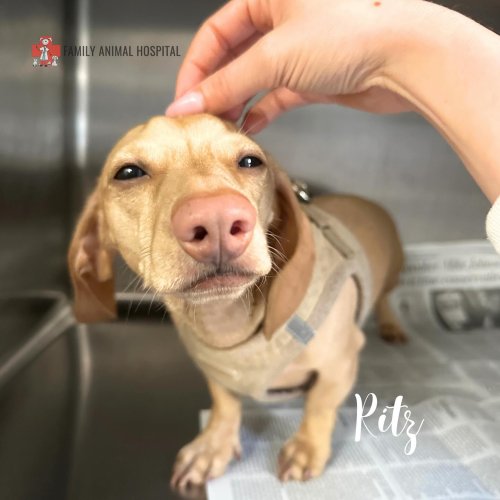 Carousel post from familyanimalhospitalcm.