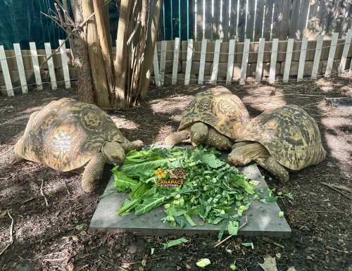 Photo post from carapacecritters.