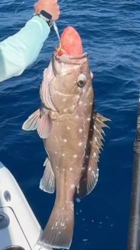 Video post from ejs_fishing_charters.