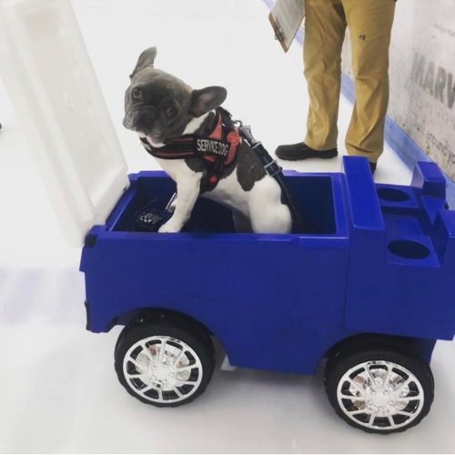 Photo post from icetheatreofny.