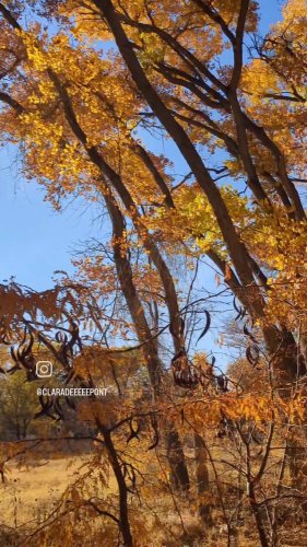 Video post from claradepont.