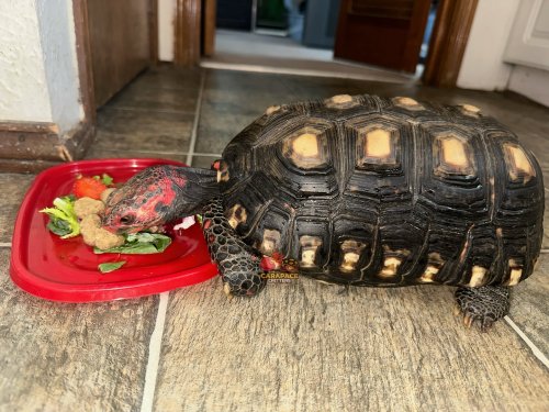 Photo post from carapacecritters.