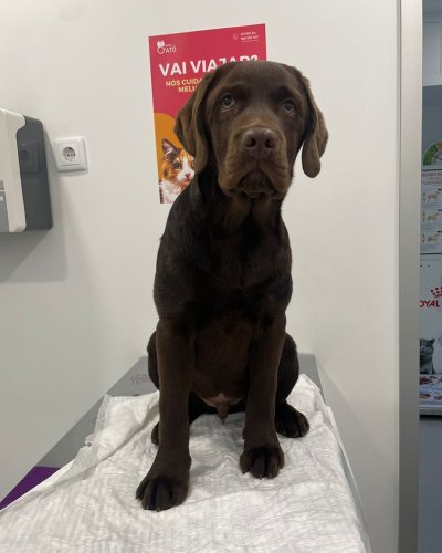 Carousel post from clinica_veterinaria_dourosul.