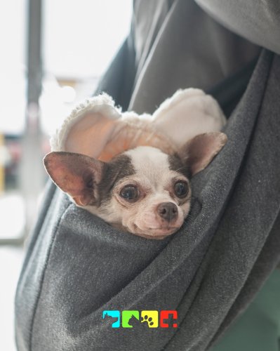 Photo post from medicalpettj.