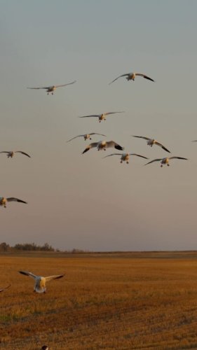 Video post from northernskiesoutfitters.